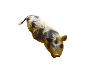 出售纯种巴马香猪 租赁宠物迷你小香猪 散养香猪种苗商品猪多少钱图5