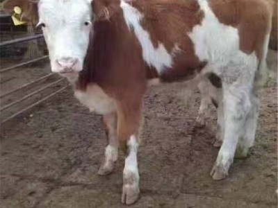 贵州附近哪里有卖西门塔尔牛 遵义小牛犊多少钱一头 肉牛养殖场图2