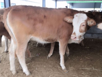 贵州附近哪里有卖西门塔尔牛 遵义小牛犊多少钱一头 肉牛养殖场图3