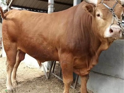 贵州附近哪里有卖西门塔尔牛 遵义小牛犊多少钱一头 肉牛养殖场图4