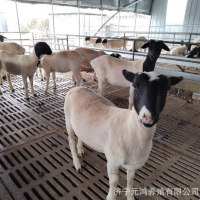 杜泊绵羊活体 澳洲白绵羊和杜泊羊的区别 黑头杜波羊常年出售