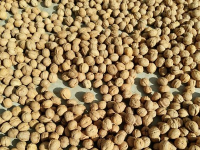 新货新疆特产薄皮手剥185纸皮核桃生核桃9斤整箱包邮坚果干果零食图4