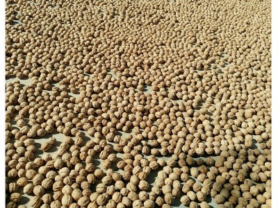 新货新疆特产薄皮手剥185纸皮核桃生核桃9斤整箱包邮坚果干果零食图5