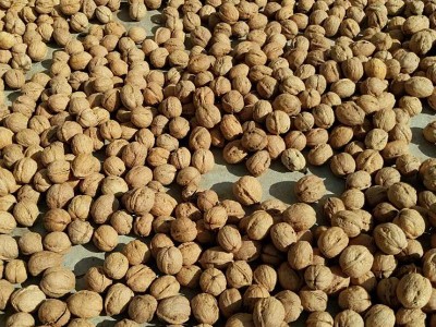阿克苏原味纸皮核桃薄壳散装大果5斤装新鲜新疆一级薄皮生核桃185图2