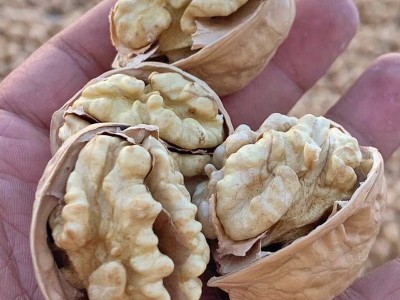 新货新疆特产阿克苏185纸皮核桃手剥大原味孕妇儿童坚果500g图2