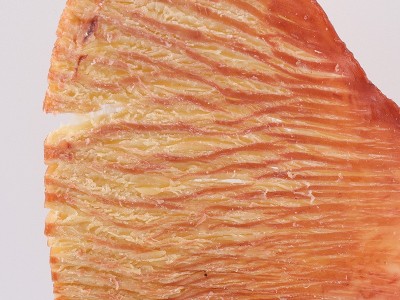 海边人碳烤鱿鱼片100g风琴鱿鱼零食批发网红美食解馋小吃休闲食品图2