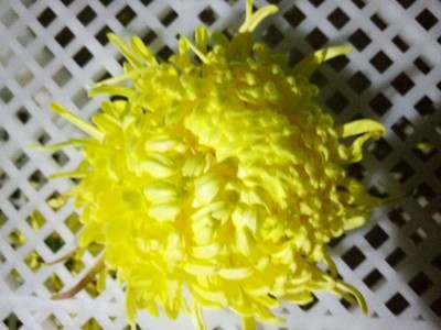 菊花怀黄菊花怀白菊花金丝皇菊花药用菊花图2