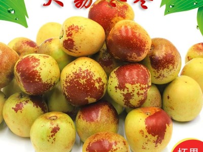 现摘陕西大荔冬枣新鲜水果当季枣子脆枣鲜枣甜冬枣批发一件代发图2