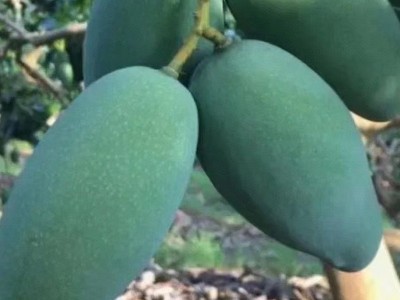 芒果批发广西金煌芒新鲜当季热带水果青芒果园直发图3
