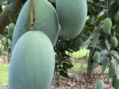 芒果批发广西金煌芒新鲜当季热带水果青芒果园直发图2
