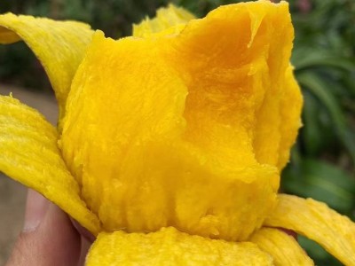 批发台农芒果海南小台芒新鲜芒果台农直发芒果应当季水果现摘热带图2