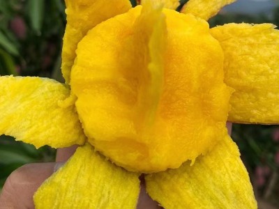 零售台农芒果海南小台芒新鲜芒果台农直发芒果应当季水果现摘热带图2