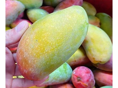 非树上熟贵妃芒海南贵妃芒果新鲜水果当季装红金龙甜心热带大芒果图4
