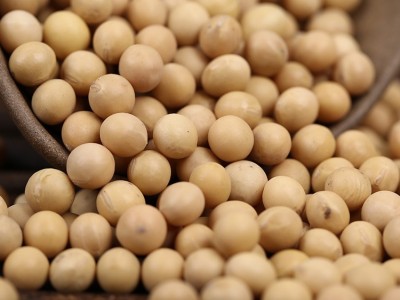 供应东北大豆 农家自产粗粮黄豆 五谷杂粮豆浆豆腐原料散装批发图4