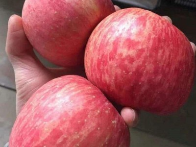 红富士苹果批发商 脆甜多汁 冰糖心苹 果 新鲜水果产地 一件代发图4