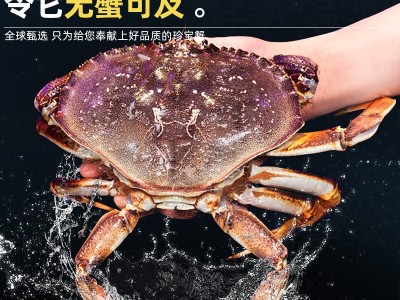 珍宝蟹鲜活面包蟹特大超大螃蟹海鲜水产进口新鲜黄金蟹公蟹肉蟹图2