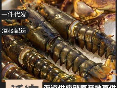 波士顿龙虾大龙虾波龙波虾澳龙网红海鲜水产食材鲜活速冻冷冻熟冻图4
