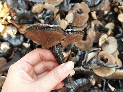 批发灵芝整枝小黑灵芝 黑灵芝小灵芝灵芝片 非紫灵芝赤灵芝竹灵芝图3