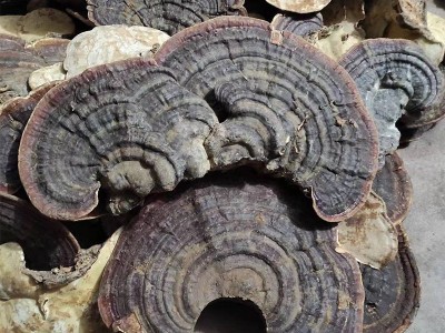 森林之爱野生无柄赤芝红块灵芝批发泡酒煮茶一斤装无蒸煮无熏硫图3