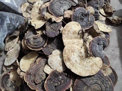 森林之爱野生无柄赤芝红块灵芝批发泡酒煮茶一斤装无蒸煮无熏硫图4