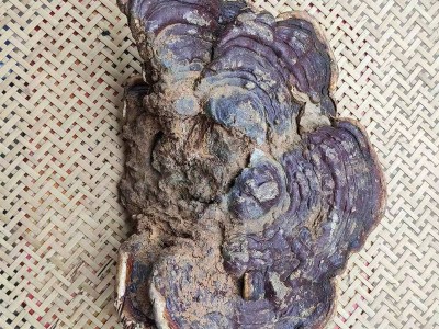 森林之爱野生无柄赤芝红块灵芝批发泡酒煮茶一斤装无蒸煮无熏硫图2