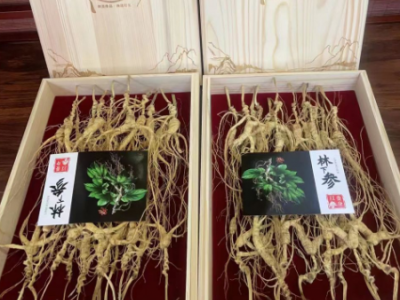 长白山林下参山参厂家批发图4