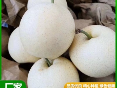 精品秋月梨 汁水充盈 肉质细脆 果实略呈扁形 果形端正 昊田农产品贸易图2