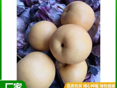 精品秋月梨 汁水充盈 肉质细脆 果实略呈扁形 果形端正 昊田农产品贸易图4