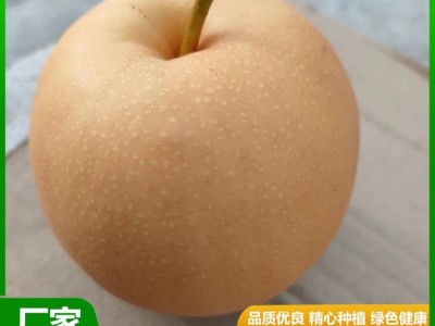 精品秋月梨 汁水充盈 肉质细脆 果实略呈扁形 果形端正 昊田农产品贸易图3