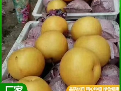 精品秋月梨 汁水充盈 肉质细脆 果实略呈扁形 果形端正 昊田农产品贸易图7
