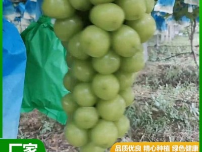 甜度高 晴王葡萄 果皮薄没有涩味感 颜值比较高 昊田农产品贸易图2