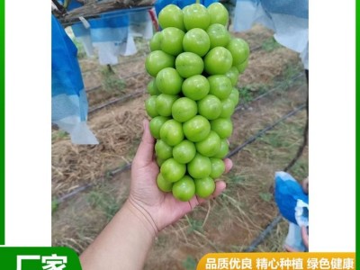 甜度高 晴王葡萄 果皮薄没有涩味感 颜值比较高 昊田农产品贸易图3