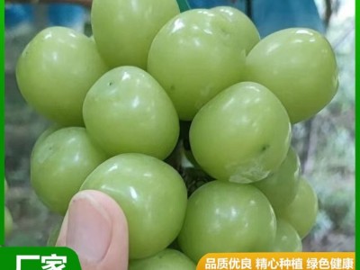 甜度高 晴王葡萄 果皮薄没有涩味感 颜值比较高 昊田农产品贸易图4