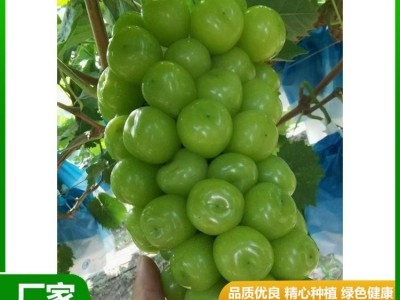甜度高 晴王葡萄 果皮薄没有涩味感 颜值比较高 昊田农产品贸易图5