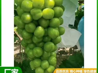 甜度高 晴王葡萄 果皮薄没有涩味感 颜值比较高 昊田农产品贸易图6