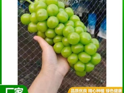 甜度高 晴王葡萄 果皮薄没有涩味感 颜值比较高 昊田农产品贸易图7