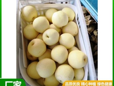 白皇冠梨 大量供用中 当季新鲜水果 果肉细脆无渣 汁液甘甜 清香 昊田图3