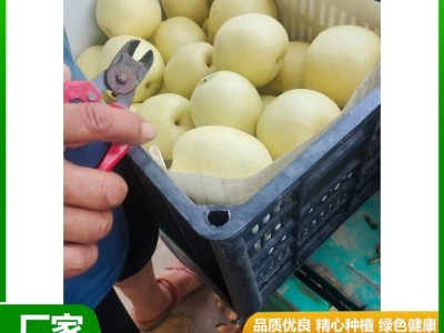 白皇冠梨大量供用中 当季新鲜水果 汁多甘甜 肉质细脆 昊田农产品图2