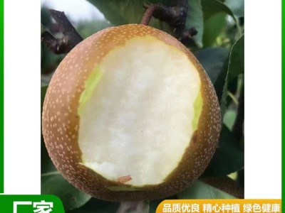 白皇冠梨大量供用中 当季新鲜水果 汁多甘甜 肉质细脆 昊田农产品图4