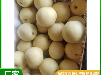 白皇冠梨大量供用中 当季新鲜水果 汁多甘甜 肉质细脆 昊田农产品图1