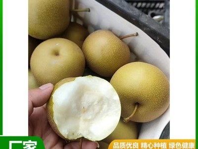 白皇冠梨大量供用中 当季新鲜水果 汁多甘甜 肉质细脆 昊田农产品图3