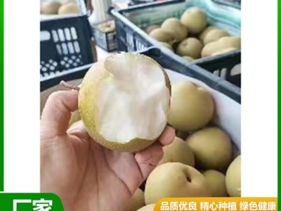白皇冠梨大量供用中 当季新鲜水果 汁多甘甜 肉质细脆 昊田农产品图5