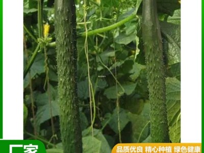 安 徽密刺青瓤绿油黄瓜直发产地 新鲜蔬菜 质脆味甜 供应图2