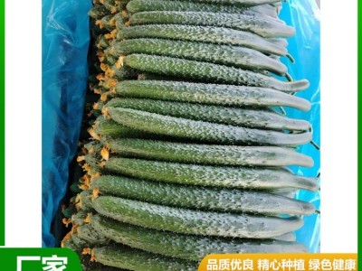 安 徽密刺青瓤绿油黄瓜直发产地 新鲜蔬菜 质脆味甜 供应图3