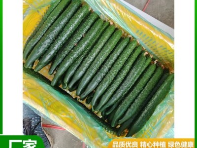 安 徽密刺青瓤绿油黄瓜直发产地 新鲜蔬菜 质脆味甜 供应图4