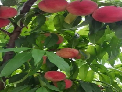 新鲜水果桃子水蜜桃 现摘现发脆甜毛桃基地果园直发子图2