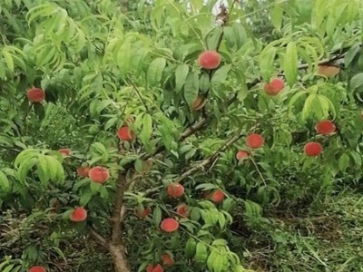 新鲜水果桃子水蜜桃 现摘现发脆甜毛桃基地果园直发子图3