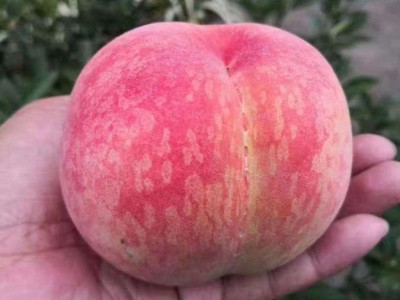新鲜水果桃子水蜜桃 现摘现发脆甜毛桃基地果园直发子图4