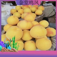 黄桃新品种 新黄金蜜 现货大黄毛桃脆桃应季水果