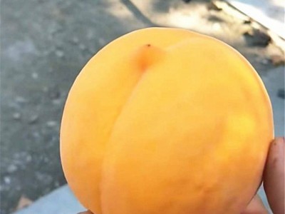 黄桃新品种 新黄金蜜 现货大黄毛桃脆桃应季水果图4